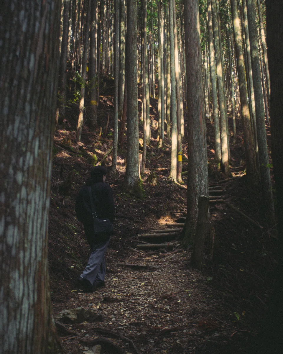 Bosque de cedros y bambú